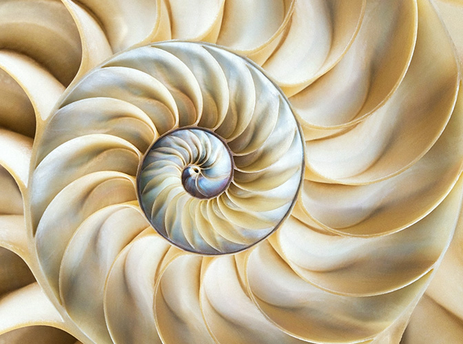 Image of a shell