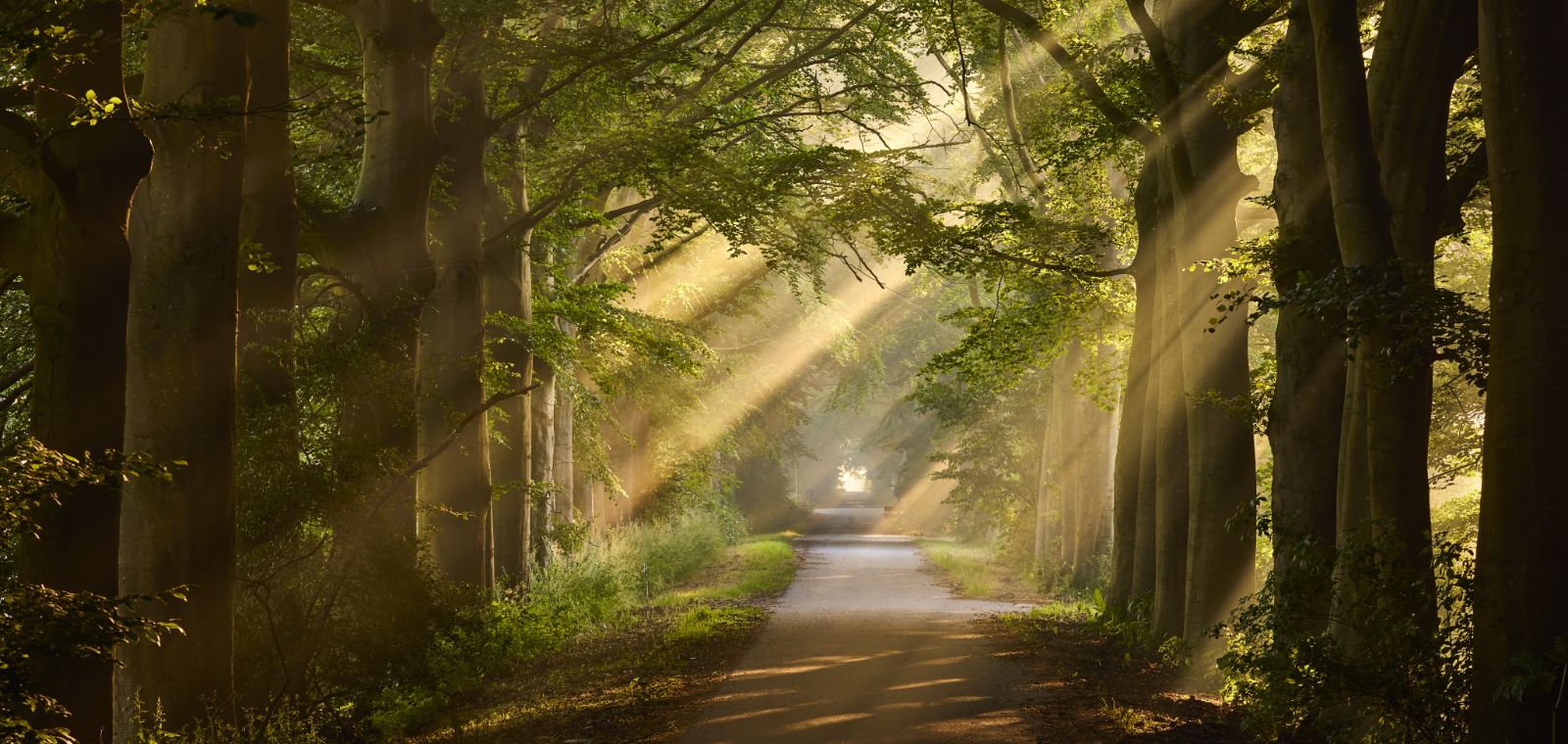 Misty yellow sunbeams shine through a darkened grove of trees with an opening of light at the end.