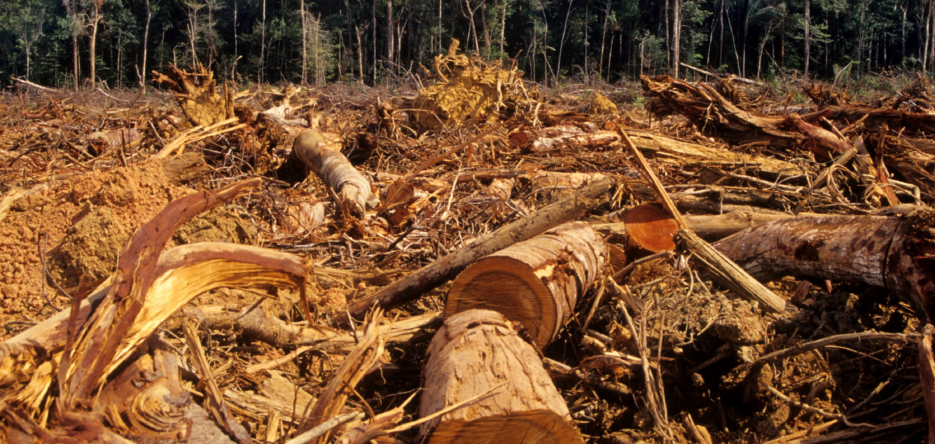 Deforestation in Asia: a call for conservation